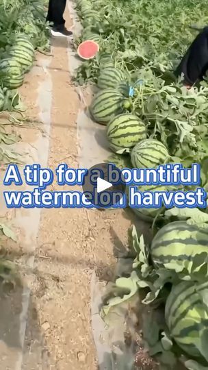 31K views · 6.9K reactions | #garden #gardening #planting #farming #gardeningtips #watermelon #pruning | SeedToHarvest | seed_toharvest · Original audio Watermelon Gardening, Watermelon Facts, Watermelon Growing, Growing Watermelon, Grow Watermelon, Watermelon Farming, How To Grow Watermelon, Gardening Tricks, Outside Plants