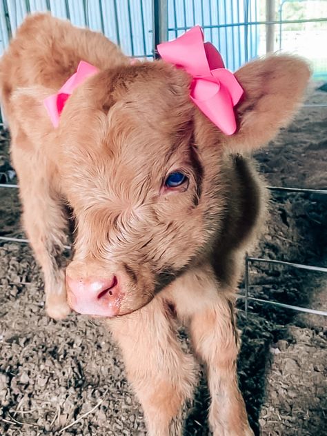 Instagram, Cow, Pink, Animals, Baby Cow