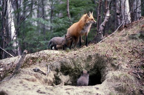 Fox Den. Red Foxes usually have multiple dens in their territory, one large one for winter living, birthing and rearing their young, and other smaller dens for emergency food storage.  A series of tunnels often connects these to the main den. Sense Of Hearing, Red Foxes, Fox Den, Vulpes Vulpes, Emergency Food Storage, Big Friends, Earthworms, Emergency Food, Production Design