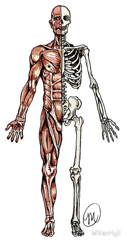 "Half Muscle - Half Skeleton" by MVanHyll | Redbubble