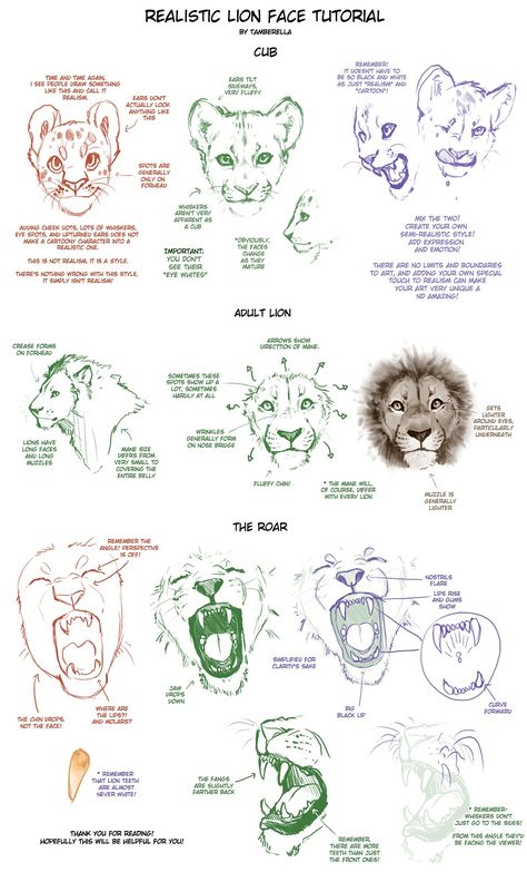 Tête de lion réaliste How To Draw Animals, Lion Drawing, Draw Animals, Lion Face, Animal Sketches, Animal Faces, Character Design References, Art Studies, Cat Drawing