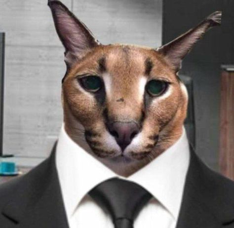 Fancy Meme, Big Floppa, Caracal Cat, Kids Meme, Pop Cat, Meme Humor, Big Ears, Fancy Cats, Silly Cats Pictures