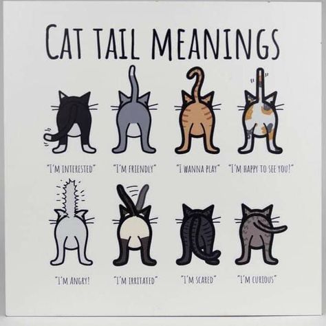 Cat Tail Meaning, Katt Grejer, Cat Language, Adorable Kittens, Cat Hacks, Cat Beds, Cute Cats Photos, Cat Tail, Animal Facts