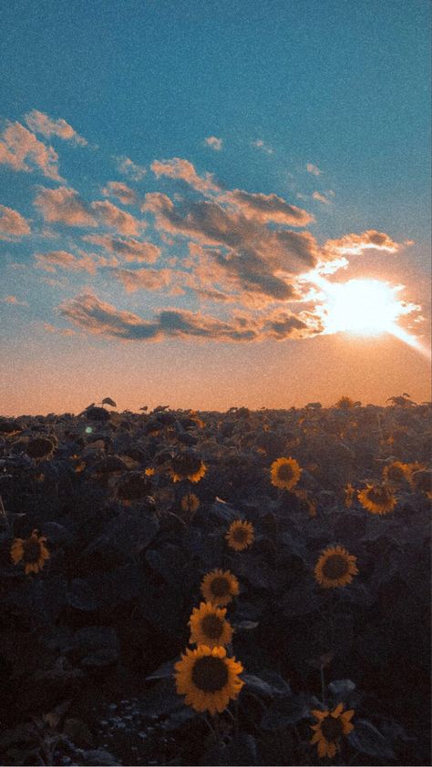 Elliecore Aesthetic, Sam + Core + Aesthetic, Elizabeth + Core + Aesthetic, Sunflower Aesthetic, Sunflower Sunset, Summer Sunflower, Sunflower Wallpaper, + Core + Aesthetic, Pretty Wallpaper Iphone