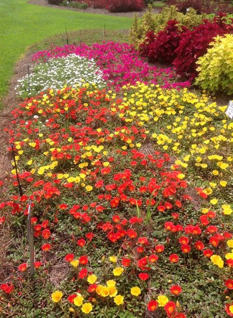 Purslane ground cover flowers.  Good for ground cover or hanging baskets as a spiller Ground Cover Flowers, Portulaca Oleracea, Bedding Plants, Garden Stones, Ground Cover, Diy Backyard, Summer Garden, Hanging Baskets, In Summer