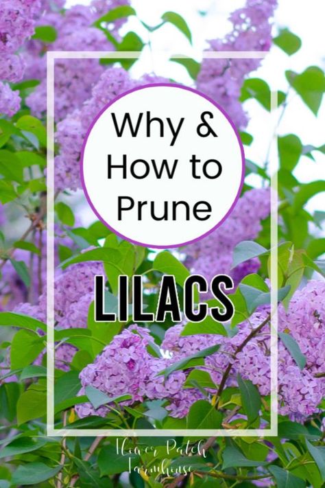 Prune Lilac Bush, Lilac Pruning, Garden Diy Decoration Ideas, Lilac Plant, Lilac Bush, Lilac Bushes, Lilac Tree, Garden Yard Ideas, Flower Patch