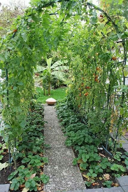 veggie arch- maybe peas would be good? Edible Garden, Garden Structures, Diy Arbor, Garden Vines, Vertical Gardens, Veg Garden, Veggie Garden, Private Garden, Raised Garden