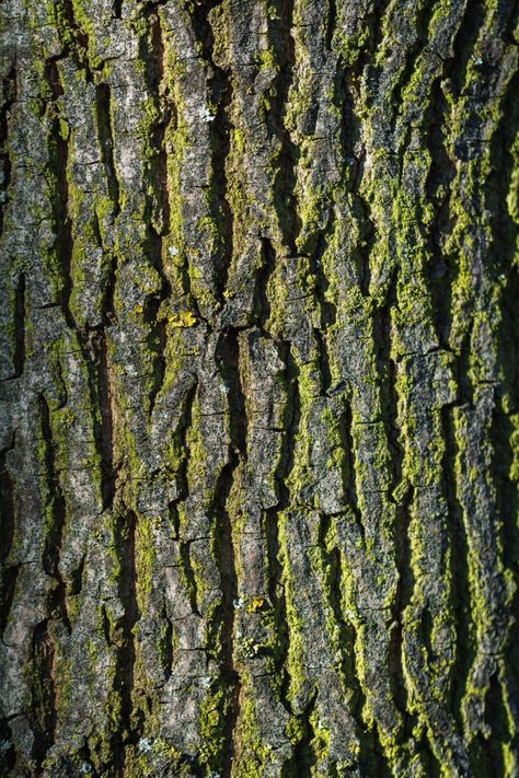 Nature, Texture, Tree Bark Texture, Bark Texture, Inspiration Nature, Tree Bark, Our World, The Tree, A Tree