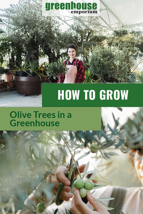 Interested in growing olives in your greenhouse? Learn more about the different delicious olive varieties and how to grow them in your greenhouse. You'll be harvesting olives and creating your own custom oils in no time! #greenhouseemporium #greenhousegardening #howtogrow #fruittrees Olive Tree Greenhouse, What Can You Grow In A Greenhouse, How To Grow Olive Tree, Growing An Olive Tree, Growing Tropical Fruits In Greenhouse, Growing Vanilla Beans In Greenhouse, How To Grow Olives, Growing Olive Trees, Greenhouse Vegetables