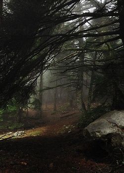 Dence Forest, Forest Reference, Scary Trees, Forest Dark, Dark Woods, Deep Forest, Dark Places, Intj, Dark Forest