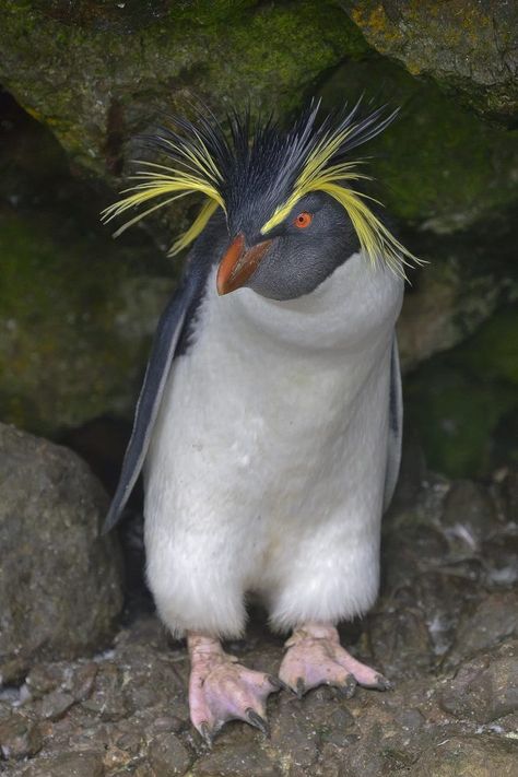 Eudyptes moseleyi, Northern Rockhopper Penguin. A small black-and-white penguin with a wild, bushy yellow crest. Native to the southern Indian and Atlantic Oceans. Most breed during late spring or early summer on Tristan da Cunha and Gough Island. Foraging offshore and nesting on boulder-strewn beaches and among stands of tussock grass. Diet is krill, squid, octopus and fish. Extremely vocal, most often giving loud braying and barking sounds with accompanying head-swinging and flipper-beating. Shorebirds, Nightingale, Cunha, Rockhopper Penguin, Water Birds, Yellow Art, Sea Birds, Pretty Birds, Exotic Pets