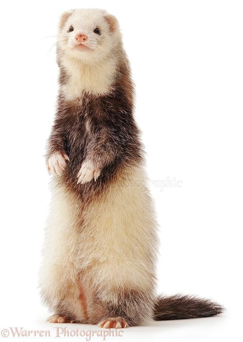 Ferret standing up Ferret Standing, Ferret Nation Cage, Ferret Tattoo, Ferret Toys, Ferrets Care, Baby Ferrets, Funny Ferrets, A Ferret, Small Mammals