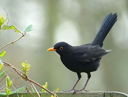 Blackbird (Turdus merula) Blackbird Song, Crow Painting, Crochet Birds, Black Garden, Bird Theme, Bird Artwork, Bird Pictures, Tropical Birds, Pretty Birds