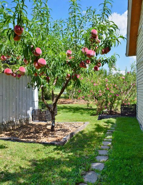 Ditch the store-bought peaches. Implement these 10 techniques for a thriving peach grove. Peach Garden, Herbs Plants, Earth Drawings, Peach Tree, Drip Irrigation System, Sandy Soil, Peach Trees, Growing Fruit, Shade Trees