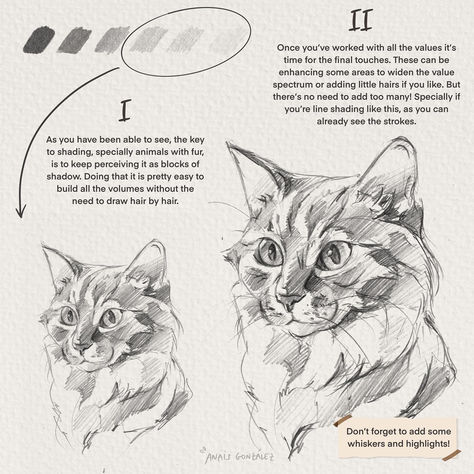 Cats Drawing Tutorial, How To Draw Cats, Drawing Dogs, Draw Cats, Warrior Drawing, Warrior Cats Books, Cat Drawing Tutorial, Cat Anatomy, Animal Illustration Art