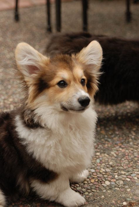 Corgi Corgi Long Hair, Long Haired Corgi, Corgi Colors, Corgi Planter, Tri Color Corgi, Fluffy Corgi, Lovely Pic, Corgi Pictures, Cutest Puppy