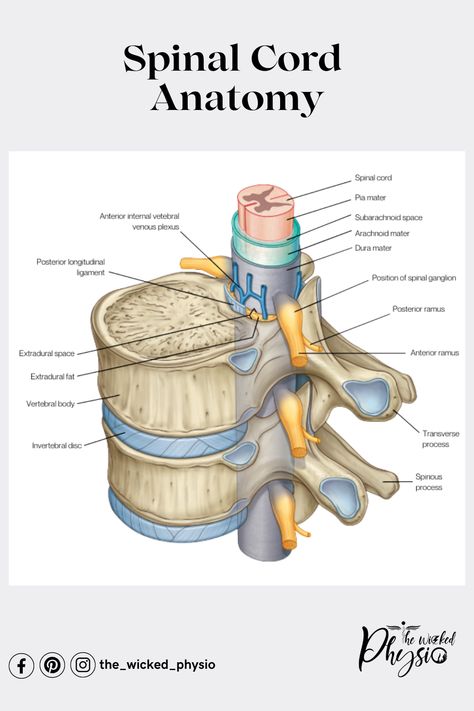 Spinal Cord Diagram, Spinal Chord, Nerve Structure, Spinal Cord Anatomy, Spine Anatomy, Nervous System Anatomy, Medical Illustrations, Physical Therapy Student, Lumbar Disc