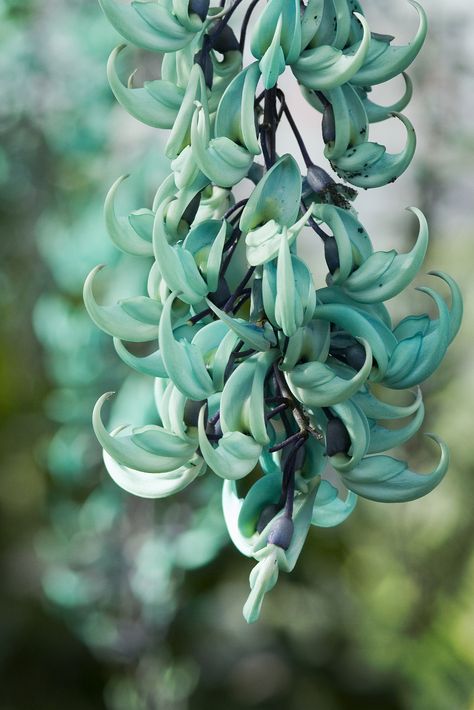 https://flic.kr/p/kFbv26 | Jade Vine Hunter Core, Vivien Westwood, Jade Vine, Cool Bed, Strange Flowers, Mountain Laurel, Southern Ontario, Pink Hibiscus, Favourite Flowers