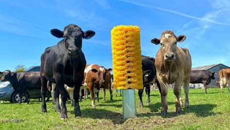 Farmer Installs Giant Bristle Brush In Pasture And His Cows Go Nuts For It. – InspireMore Cow Brush, Lancashire England, Sweet Cow, Raising Cattle, Paddock Paradise, Cow Toys, Surviving In The Wild, Happy Cow, Future Farms