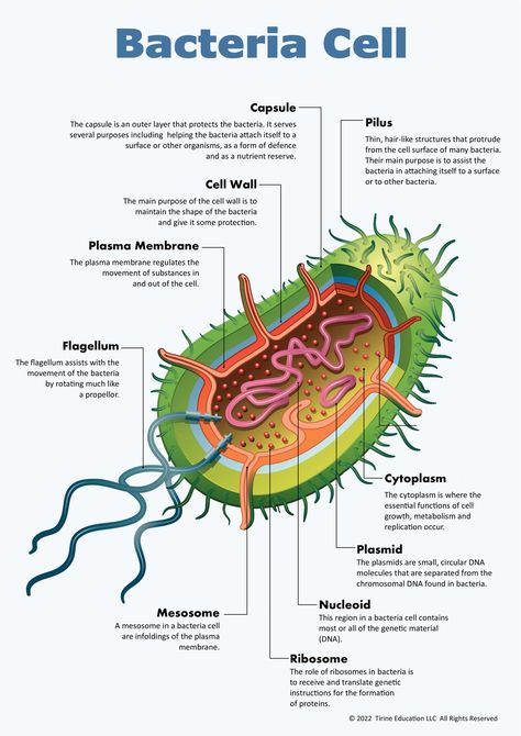 A poster showing the labelled organelles of a bacteria cell with a brief description of each.