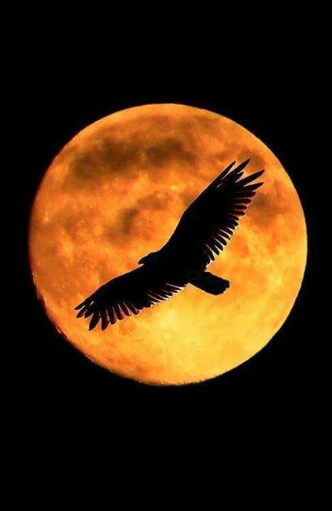 Free Shoot The Moon, Moon Photos, Moon Pictures, Sun Moon Stars, Moon Photography, An Eagle, Super Moon, Lukisan Cat Air, Beautiful Moon