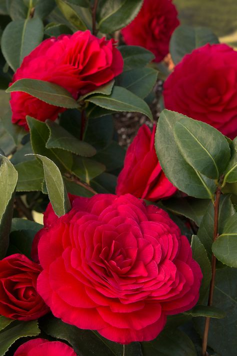 Camellia Japonica, Plant Catalogs, Asian Garden, Foundation Planting, Camellia Flower, Flowering Shrubs, Fall Plants, Flowers Diy, Dream Garden