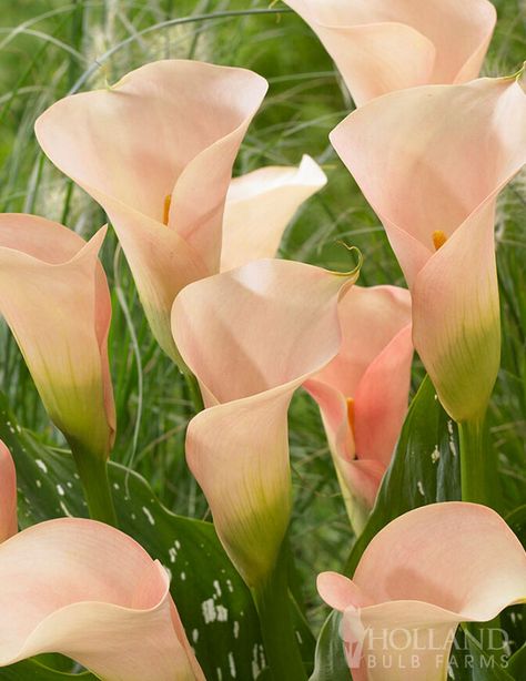 We think our Auckland Calla Lilies are just peachy!  The petals are a soft peachy pink resembling a serene sunrise.  For added interest, the foliage is a glossy dark green with contrasting white specks throughout.  Calla lilies are the perfect plant in a container to add color to your patio or deck this Summer!  Often used in wedding arrangements, calla lily blooms are long lasting making it the ideal cut flower.  New to planting Callas? Click here for a complete guide on our Blog! Soft Color Flower Arrangements, Caladium Bouquet, Turks Cap Lily, Pastel Green Flowers, Widget Flower, Summer Flowers Wedding, Interesting Flowers, Calla Flower, Pretty Flowers Photography