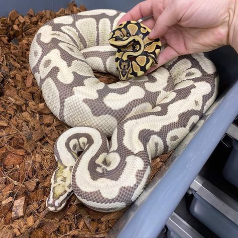 Full Grown Ball Python, Ball Python Pet, Baby Reptile, Rare Albino Animals, Bearded Dragon Cute, Cool Snakes, Pretty Snakes, Ball Python Morphs, Ball Pythons