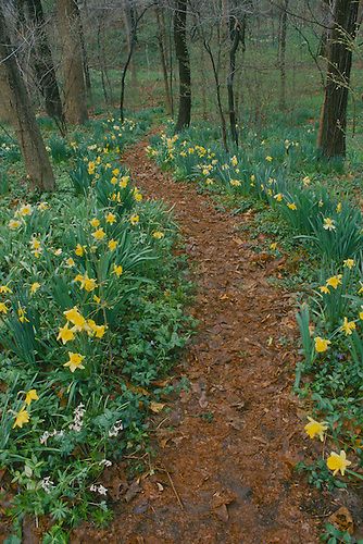 Natural Forest Landscaping, Backyard Trails Pathways Woods, Daffodils In Landscape, Walking Trails Backyard, Backyard Forest Landscape, Woods Backyard Ideas, Diy Garden Walkway, Forest Pathways, Forest Walkway