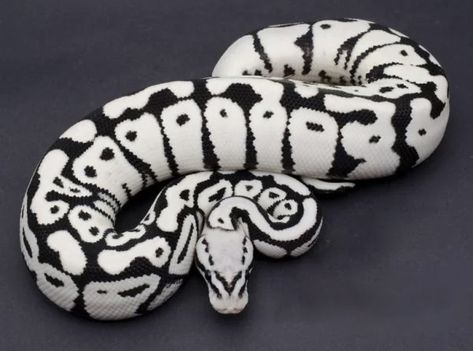 Snake Facts, Python Morphs, Snake Photos, Colorful Snakes, Pretty Snakes, Ball Python Morphs, Ball Pythons, Snake Lovers, Cute Reptiles