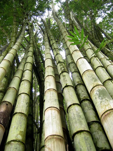 All sizes | Giant Bamboo | Flickr - Photo Sharing! Bamboo Landscape, Giant Bamboo, Eco Retreat, Big Bamboo, Growing Bamboo, Bamboo Trees, Bamboo Grass, Madame Butterfly, Bamboo Art