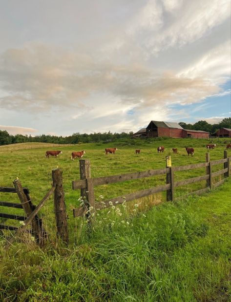 cows field pretty flowers Farm Images, Dream Barn, Farmhouse Garden, Big Garden, Cow Painting, Cute Cows, Reference Images, Flower Field, Big Canvas