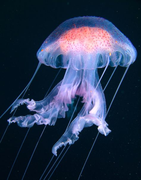 A pacific sea jellyfish in dark water. Octopus, Swimming, New Zealand, Starfish, Jellyfish, Life Under Water, Under Water, Sea Life, Floating