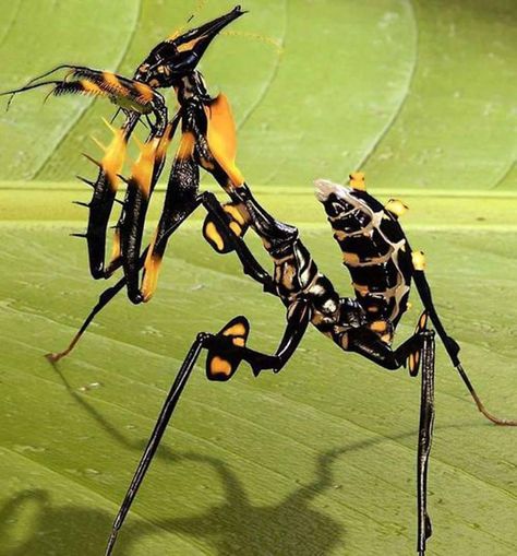 Devils Flower Mantis - Idolomantis diabolica Flower Mantis, Weird Insects, Cool Insects, Cool Bugs, A Bug's Life, Praying Mantis, Beautiful Bugs, Creepy Crawlies, Arthropods