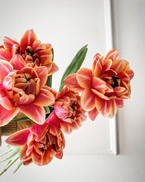 Camilla• HELLO FLEUR • on Instagram: "Reflexed tulips 🌷 I can’t wait to show you this weeks wedding! Bringing you all the happy colours for a beautiful happy Bride! . . . . . . #flower#flowerphotography#fleurs#stems#stem#stemeducation#flowered#floristry#iloveflowers#flowerphoto#flora#tulips#pink#pinkpinkpink#weddingflowers#weddingday" Reflexed Tulips, Tulips Pink, Happy Colours, Bride Flower, Happy Bride, Happy Colors, The Happy, Warm Colors, Mother’s Day