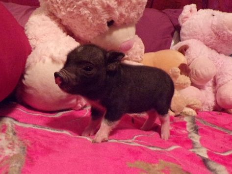 Teacup, Mini Pig For Sale – Peewee Piglet Teacup Pigs Full Grown, Mini Teacup Pigs, Mini Potbelly Pigs, Mini Pig Care, Mini Pigs For Sale, Pet Pig House, Teacup Pigs For Sale, Teacup Piggies, Teacup Piglets