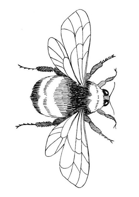 Coloring Page bumblebee - free printable coloring pages - Img 18752 Embroidery Templates Free Printable, Bee Pictures Art, Bee Outline, Bee Template, Bee Coloring, Ladybug Coloring Page, Bee Stencil, Insect Coloring Pages, Bug Coloring Pages