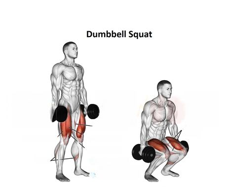 A dumbbell squat is a well-known lower-body workout that targets the quadriceps, hamstrings, and glutes. Although this variant is typically performed using light weights for high repetitions, however, it could also be used to replace deadlifts, squats, or trap bars during any exercise. Dumbbell Squat is a great lower-body workout designed to tone the quadriceps glutes, […] Dumbell Squats, Squats Muscles Worked, Dumbbell Squats, Exercise Dumbbell, Hamstrings And Glutes, Leg Exercise, Squat Variations, Dumbbell Squat, Back Squats