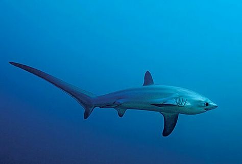 Thresher Shark Thresher Shark, Shark Tail, Types Of Sharks, Shark Pictures, Species Of Sharks, Big Shark, Shark Art, Shark Tattoos, Dangerous Animals