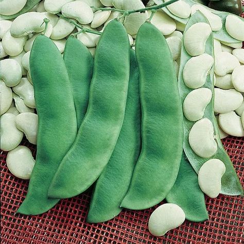 Lima Bean, Bean, Garden Seeds, Organic Non-GMO Garden Seeds, Garden Supplies, WoodWell® Etsy Shop Turkey Pot Pie Recipe, Bean Garden, Bahay Kubo, Lima Bean, Turkey Pot Pie, Bean Plant, Bean Seeds, Pot Pies Recipes, Lima Beans