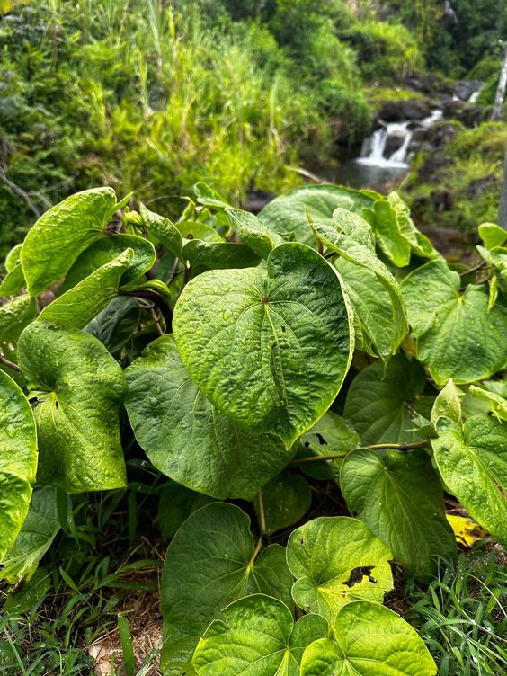 Understanding Kava