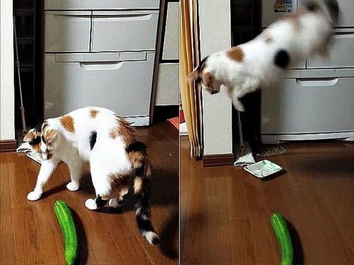 Cucumbers Scare The Life Out Of Cats |😻 Life Petdogs | Cats And Cucumbers,  Cats Vs Cucumbers, Cats Scared Of Cucumbers