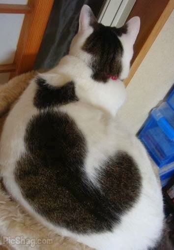 a black and white cat laying on the floor