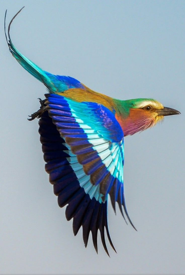 a colorful bird is flying in the sky