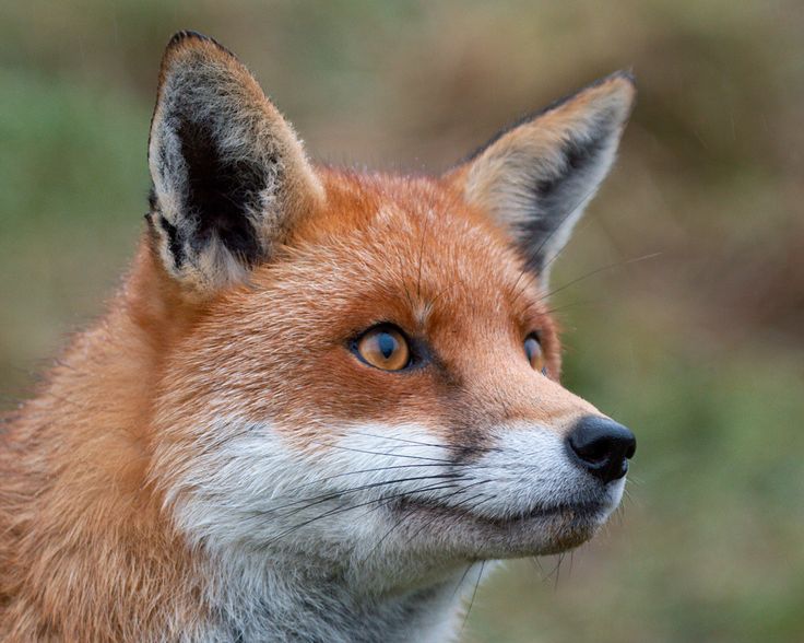 a close up of a red fox with blue eyes