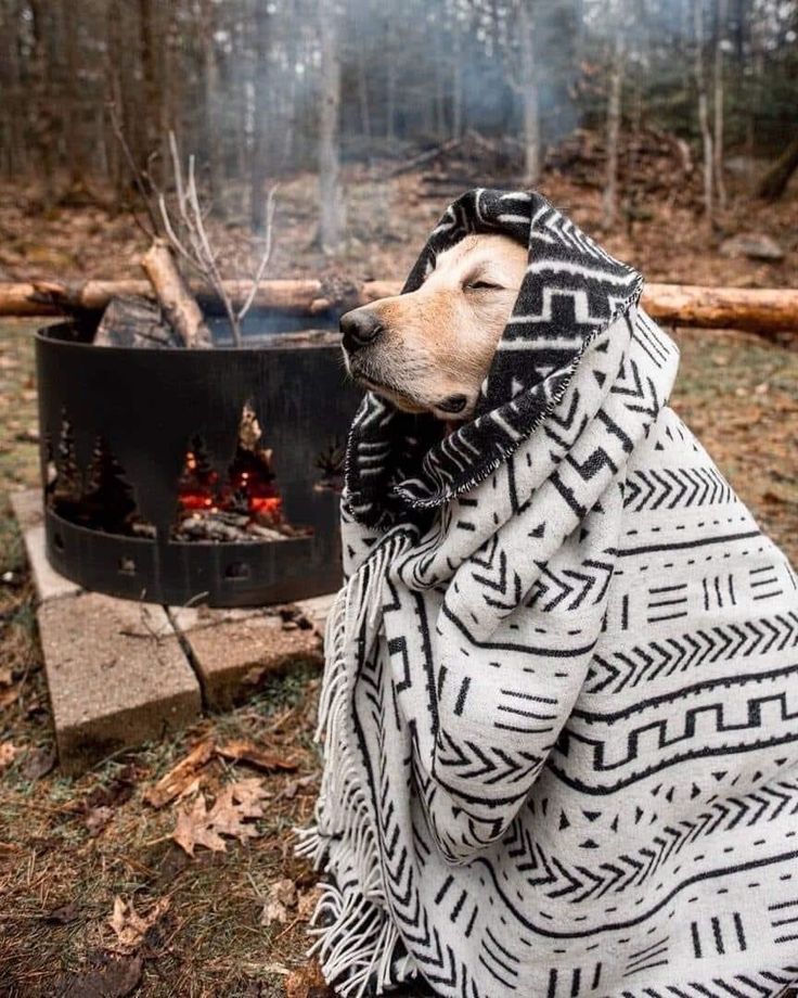 a dog wrapped in a blanket sitting next to a campfire with its eyes closed