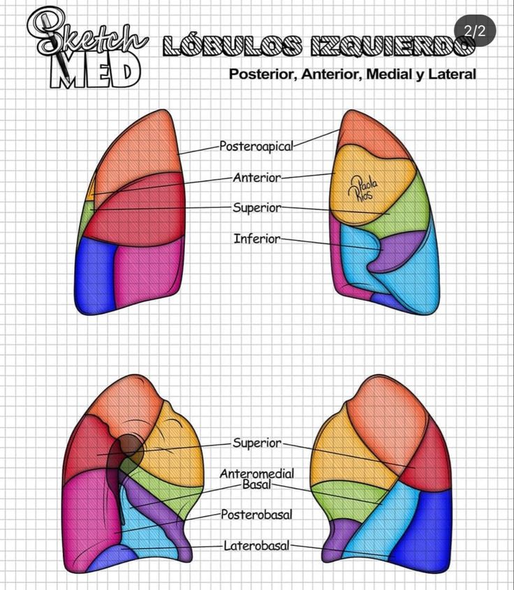 diagram of the human lungs with labels on each side, labeled in red and blue