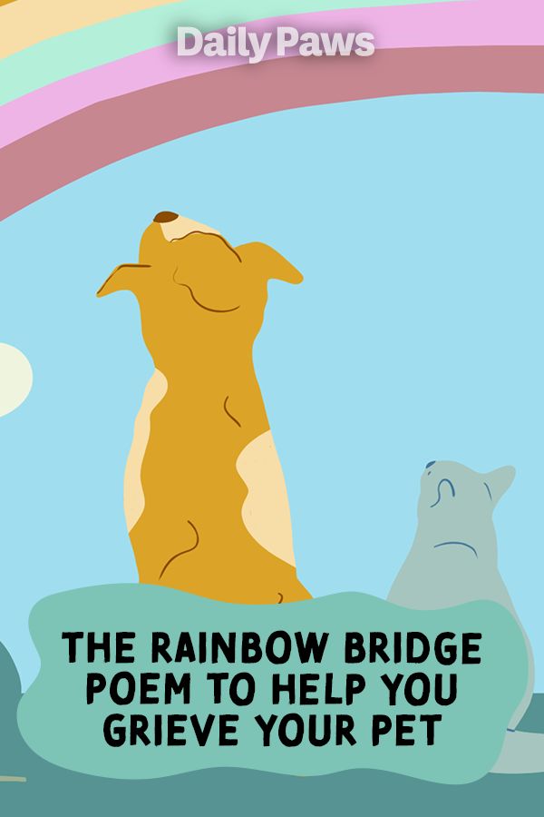 The rainbow bridge has become shorthand for the place pets go after they pass away. We explore the phrase’s origin and when it might—or might not—help grieving pet owners. #petetiquette #petowner #petparent #activepets #dogactivities #catactivities #rainbow #rainbowbridge #petpoem Dog Rainbow Quotes, Rainbow Dog Poem, Rainbowbridge Dogs Quotes, Poems About Pets Passing, When A Dog Dies Quotes, Goodbye To Dog Quotes, Poem For Dog Passing, Waiting At The Door Dog Poem, Poem For Losing A Dog