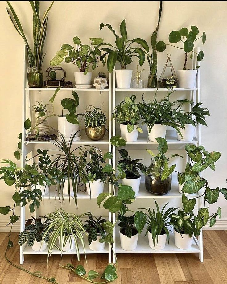 a white shelf filled with potted plants on top of wooden floors