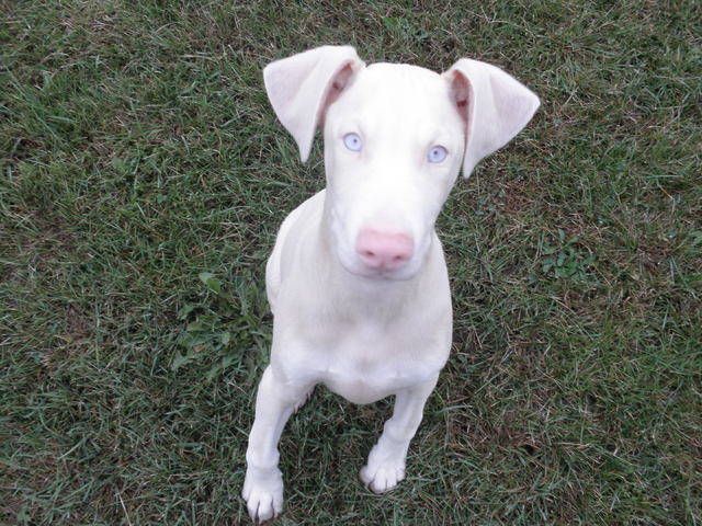 a white dog with blue eyes sitting in the grass